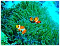 2008bohol diving 潜水